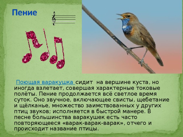  Поющая варакушка сидит на вершине куста, но иногда взлетает, совершая характерные токовые полёты. Пение продолжается всё светлое время суток. Оно звучное, включающее свисты, щебетание и щёлканье, множество заимствованных у других птиц звуков; исполняется в быстрой манере. В песне большинства варакушек есть часто повторяющееся «варак-варак-варак», отчего и происходит название птицы. 