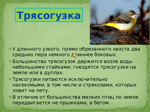 Трясогузка У длинного узкого, прямо обрезанного хвоста два средних пера немного длиннее боковых. Большинство трясогузок держится возле воды небольшими стайками; гнездятся трясогузки на земле или в дуплах. Трясогузки питаются исключительно насекомыми, в том числе и стрекозами, которых ловят на лету. В отличие от большинства мелких птиц по земле передвигается не прыжками, а бегом.  