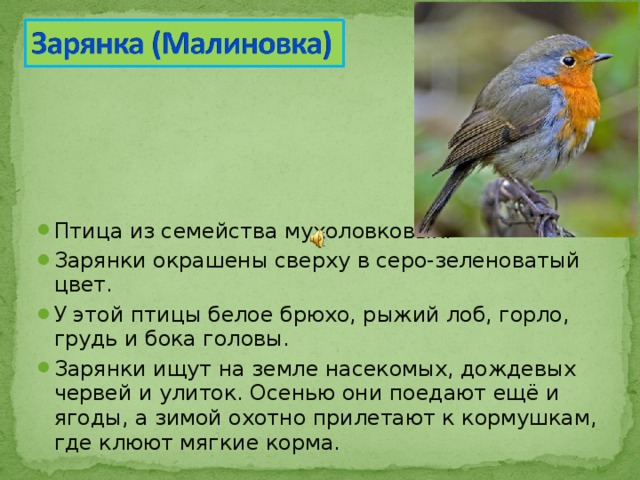 Птица из семейства мухоловковых. Зарянки окрашены сверху в серо-зеленоватый цвет. У этой птицы белое брюхо, рыжий лоб, горло, грудь и бока головы. Зарянки ищут на земле насекомых, дождевых червей и улиток. Осенью они поедают ещё и ягоды, а зимой охотно прилетают к кормушкам, где клюют мягкие корма.  