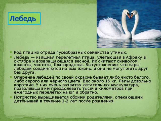 Род птиц из отряда гусеобразных семейства утиных. Лебедь — изящная перелётная птица, улетающая в Африку в октябре и возвращающаяся весной. Их считают символом красоты, чистоты, благородства. Бытует мнение, что пары лебедей соединяются на всю жизнь, и они не могут жить друг без друга. Оперение лебедей по своей окраске бывает либо чисто белого, либо серого или чёрного цвета. Вес около 15 кг. Лапы довольно короткие. У них очень развитая летательная мускулатура, позволяющая им преодолевать тысячи километров при ежегодных перелётах на юг и обратно. Потомство выращивается обоими родителями, опекающими детёнышей в течение 1-2 лет после рождения. 