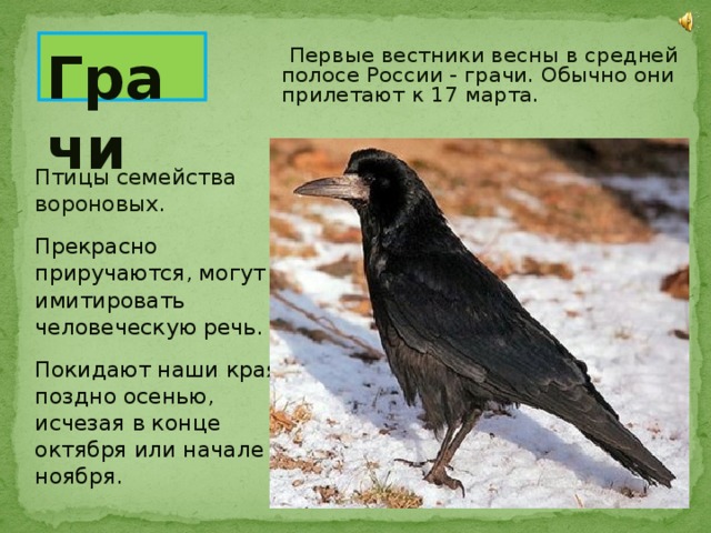 Грачи  Первые вестники весны в средней полосе России - грачи. Обычно они прилетают к 17 марта. Птицы семейства вороновых.  Прекрасно приручаются, могут имитировать человеческую речь. Покидают наши края поздно осенью, исчезая в конце октября или начале ноября. 