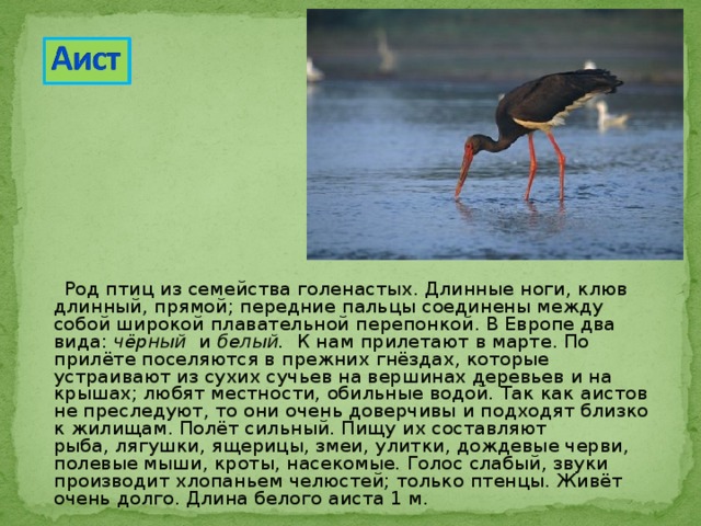  Род птиц из семейства голенастых. Длинные ноги, клюв длинный, прямой; передние пальцы соединены между собой широкой плавательной перепонкой. В Европе два вида:  чёрный   и  белый.   К нам прилетают в марте. По прилёте поселяются в прежних гнёздах, которые устраивают из сухих сучьев на вершинах деревьев и на крышах; любят местности, обильные водой. Так как аистов не преследуют, то они очень доверчивы и подходят близко к жилищам. Полёт сильный. Пищу их составляют рыба, лягушки, ящерицы, змеи, улитки, дождевые черви, полевые мыши, кроты, насекомые. Голос слабый, звуки производит хлопаньем челюстей; только птенцы. Живёт очень долго. Длина белого аиста 1 м. 