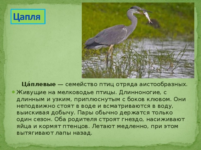  Ца́плевые  — семейство птиц отряда аистообразных. Живущие на мелководье птицы. Длинноногие, с длинным и узким, приплюснутым с боков клювом. Они неподвижно стоят в воде и всматриваются в воду, выискивая добычу. Пары обычно держатся только один сезон. Оба родителя строят гнездо, насиживают яйца и кормят птенцов. Летают медленно, при этом вытягивают лапы назад.  