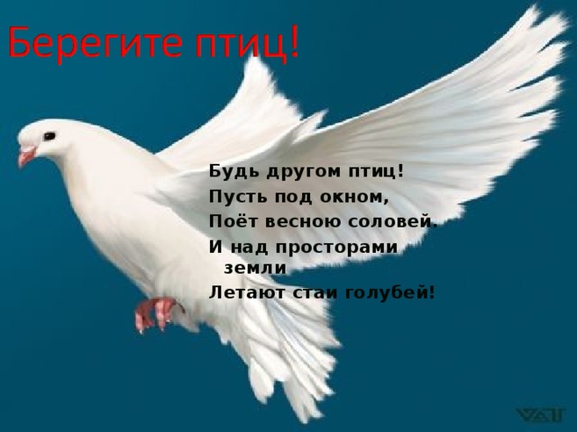 Будь другом птиц! Пусть под окном, Поёт весною соловей. И над просторами земли Летают стаи голубей! 