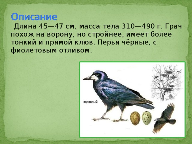 Длина 45—47 см, масса тела 310—490 г. Грач похож на ворону, но стройнее, имеет более тонкий и прямой клюв. Перья чёрные, с фиолетовым отливом. 