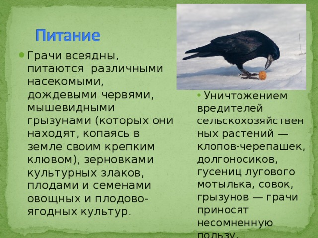 Грачи всеядны, питаются различными насекомыми, дождевыми червями, мышевидными грызунами (которых они находят, копаясь в земле своим крепким клювом), зерновками культурных злаков, плодами и семенами овощных и плодово-ягодных культур.    Уничтожением вредителей сельскохозяйственных растений — клопов-черепашек, долгоносиков, гусениц лугового мотылька, совок, грызунов — грачи приносят несомненную пользу. 