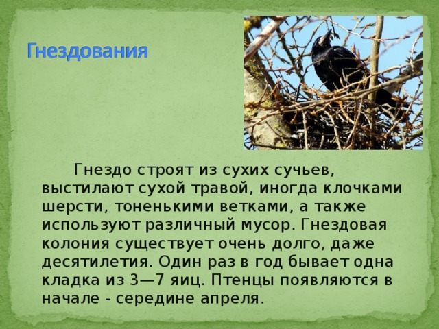  Гнездо строят из сухих сучьев, выстилают сухой травой, иногда клочками шерсти, тоненькими ветками, а также используют различный мусор. Гнездовая колония существует очень долго, даже десятилетия. Один раз в год бывает одна кладка из 3—7 яиц. Птенцы появляются в начале - середине апреля. 