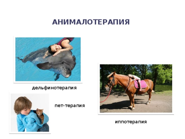 анималотерапия дельфинотерапия пет-терапия иппотерапия 