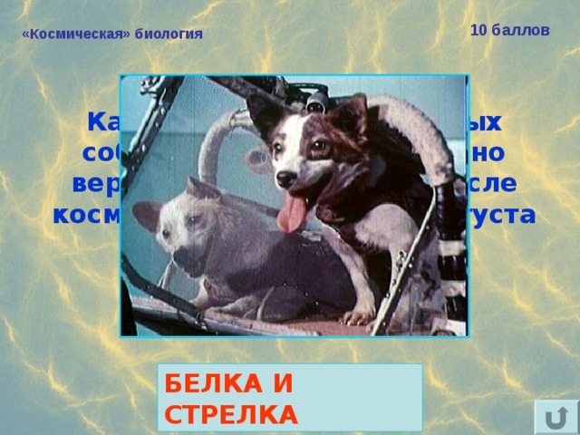 10 баллов «Космическая» биология Как звали самых известных собак в мире, благополучно вернувшихся на Землю после космического полёта 19 августа 1960 года?  БЕЛКА И СТРЕЛКА 