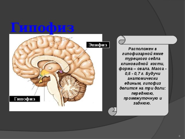  Гипофиз   Расположен в гипофизарной ямке турецкого седла клиновидной кости, форма – овала. Масса - 0,5 - 0,7 г. Будучи анатомически единым, гипофиз делится на три доли: переднюю, промежуточную и заднюю. Эпифиз Гипофиз  