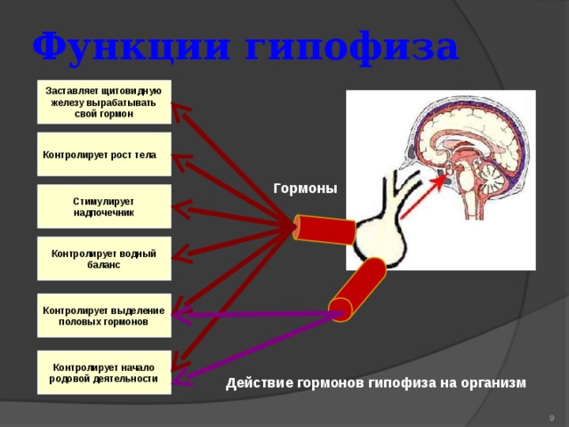 Функции гипофиза Заставляет щитовидную железу вырабатывать свой гормон Контролирует рост тела  Гормоны Стимулирует надпочечник Контролирует водный баланс Контролирует выделение половых гормонов Контролирует начало родовой деятельности  Действие гормонов гипофиза на организм  