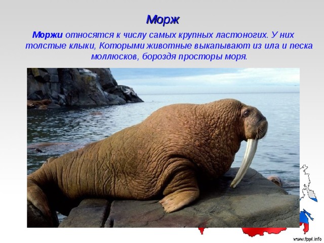 Морж Моржи относятся к числу самых крупных ластоногих. У них толстые клыки, Которыми животные выкапывают из ила и песка моллюсков, бороздя просторы моря. 