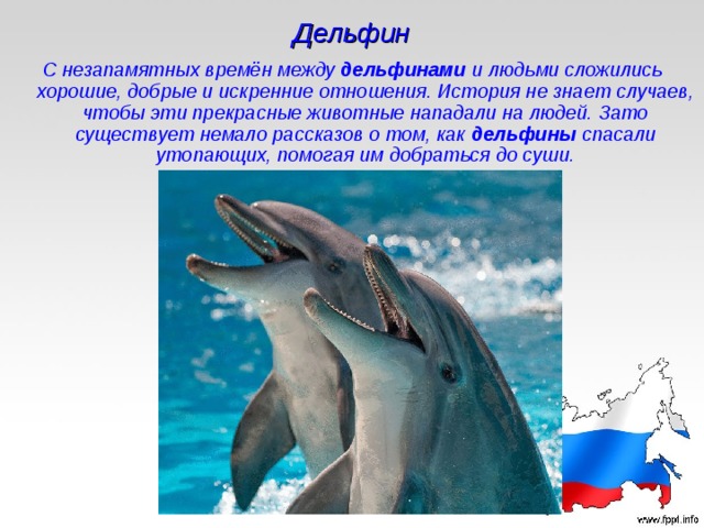 Дельфин С незапамятных времён между дельфинами и людьми сложились хорошие, добрые и искренние отношения. История не знает случаев, чтобы эти прекрасные животные нападали на людей. Зато существует немало рассказов о том, как дельфины спасали утопающих, помогая им добраться до суши. 
