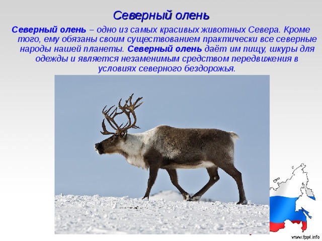 Северный олень Северный олень – одно из самых красивых животных Севера. Кроме того, ему обязаны своим существованием практически все северные народы нашей планеты. Северный олень даёт им пищу, шкуры для одежды и является незаменимым средством передвижения в условиях северного бездорожья. 