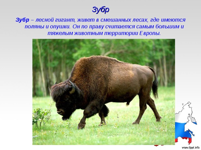 Зубр Зубр – лесной гигант, живет в смешанных лесах, где имеются поляны и опушки. Он по праву считается самым большим и тяжелым животным территории Европы. 