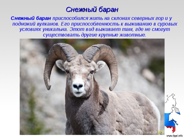Снежный баран Снежный баран приспособился жить на склонах северных гор и у подножий вулканов. Его приспособленность к выживанию в суровых условиях уникальна. Этот вид выживает там, где не смогут существовать другие крупные животные. 