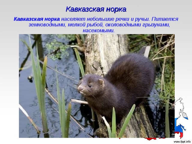 Кавказская норка Кавказская норка населяет небольшие речки и ручьи. Питается земноводными, мелкой рыбой, околоводными грызунами, насекомыми.  