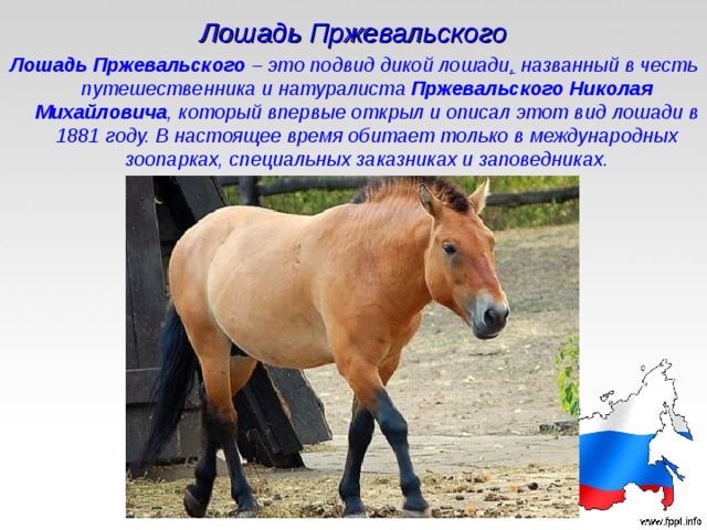 Лошадь Пржевальского Лошадь Пржевальского  – это подвид дикой лошади , названный в честь путешественника и натуралиста Пржевальского Николая  Михайловича , который впервые открыл и описал этот вид лошади в 1881 году. В настоящее время обитает только в международных зоопарках, специальных заказниках и заповедниках. 