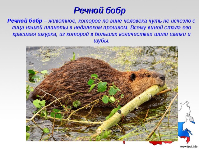 Речной бобр Речной бобр  – животное, которое по вине человека чуть не исчезло с лица нашей планеты в недалеком прошлом. Всему виной стала его красивая шкурка, из которой в больших количествах шили шапки и шубы. 