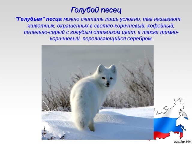 Голубой песец 