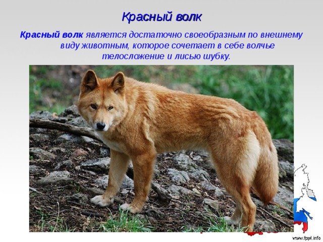 Красный волк Красный волк  является достаточно своеобразным по внешнему виду животным, которое сочетает в себе волчье телосложение и лисью шубку.  
