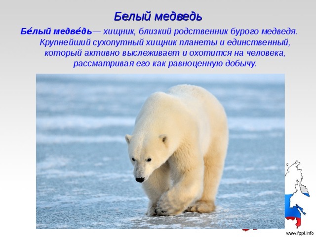 Белый медведь Бе́лый медве́дь — хищник, близкий родственник бурого медведя. Крупнейший сухопутный хищник планеты и единственный, который активно выслеживает и охотится на человека, рассматривая его как равноценную добычу. 