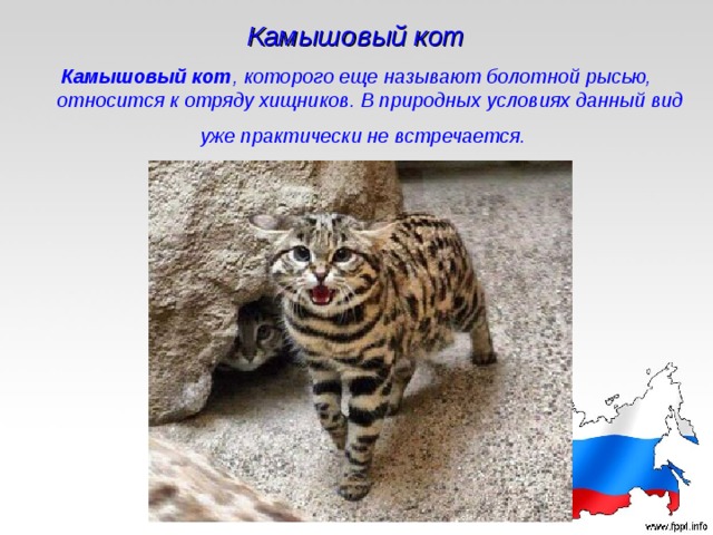 Камышовый кот Камышовый кот , которого еще называют болотной рысью, относится к отряду хищников. В природных условиях данный вид уже практически не встречается.   