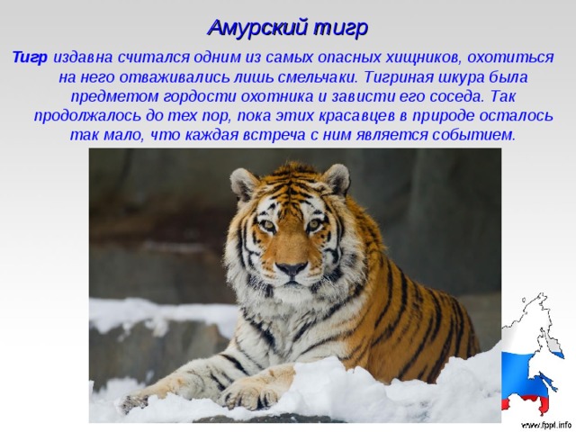 Амурский тигр Тигр издавна считался одним из самых опасных хищников, охотиться на него отваживались лишь смельчаки. Тигриная шкура была предметом гордости охотника и зависти его соседа. Так продолжалось до тех пор, пока этих красавцев в природе осталось так мало, что каждая встреча с ним является событием. 
