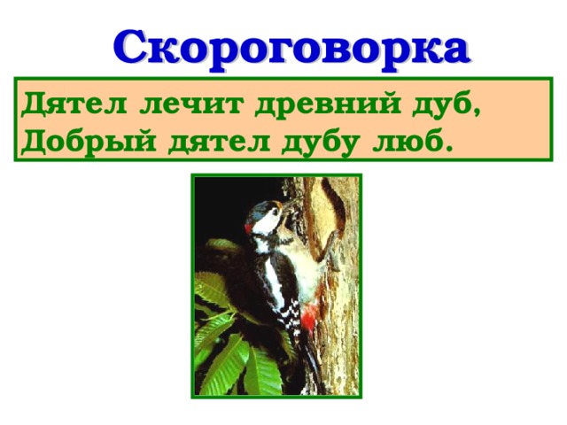 Дятел лечит древний дуб,  Добрый дятел дубу люб.  