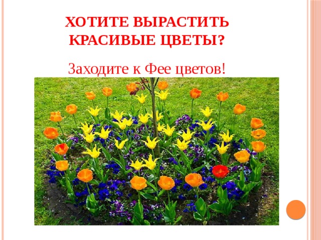 Хотите вырастить красивые цветы? Заходите к Фее цветов! 