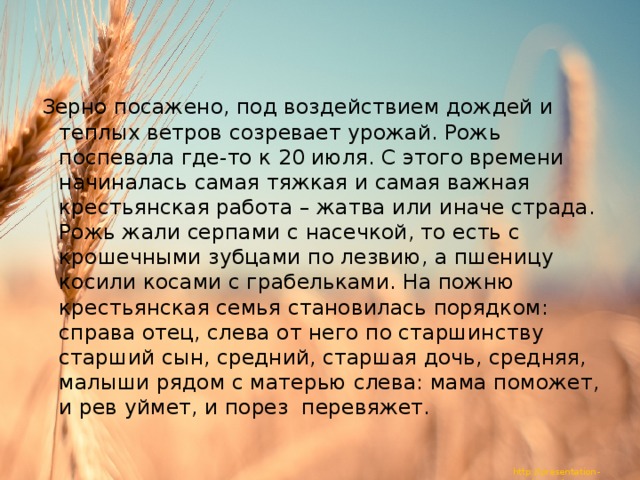 Зерно посажено, под воздействием дождей и теплых ветров созревает урожай. Рожь поспевала где-то к 20 июля. С этого времени начиналась самая тяжкая и самая важная крестьянская работа – жатва или иначе страда. Рожь жали серпами с насечкой, то есть с крошечными зубцами по лезвию, а пшеницу косили косами с грабельками. На пожню крестьянская семья становилась порядком: справа отец, слева от него по старшинству старший сын, средний, старшая дочь, средняя, малыши рядом с матерью слева: мама поможет, и рев уймет, и порез перевяжет. 