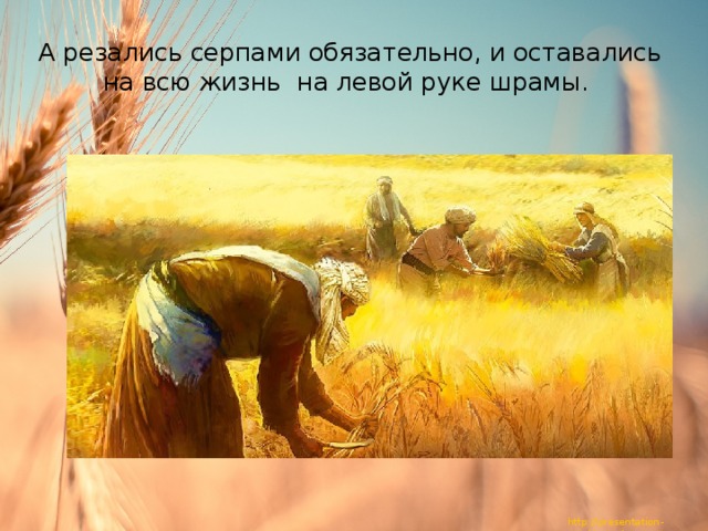 А резались серпами обязательно, и оставались на всю жизнь на левой руке шрамы. 