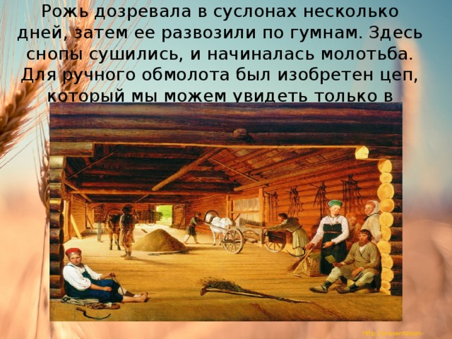   Рожь дозревала в суслонах несколько дней, затем ее развозили по гумнам. Здесь снопы сушились, и начиналась молотьба. Для ручного обмолота был изобретен цеп, который мы можем увидеть только в музее. 