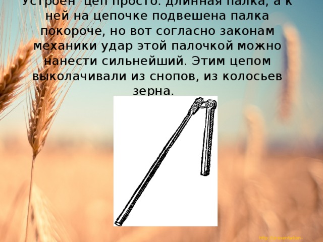   Устроен цеп просто: длинная палка, а к ней на цепочке подвешена палка покороче, но вот согласно законам механики удар этой палочкой можно нанести сильнейший. Этим цепом выколачивали из снопов, из колосьев зерна. 