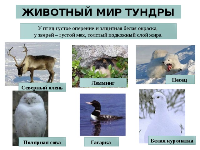 ЖИВОТНЫЙ МИР ТУНДРЫ У птиц густое оперение и защитная белая окраска, у зверей – густой мех, толстый подкожный слой жира. Песец Лемминг Северный олень Белая куропатка Полярная сова Гагарка 