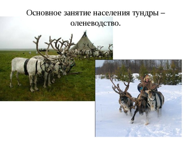 Основное занятие населения тундры – оленеводство. 