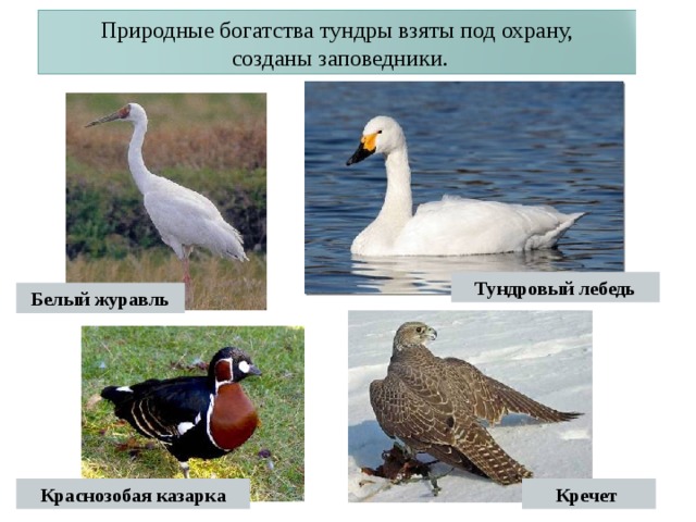 Природные богатства тундры взяты под охрану,  созданы заповедники. Тундровый лебедь Белый журавль Краснозобая казарка Кречет 