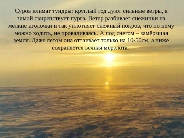 Суров климат тундры: круглый год дуют сильные ветры, а зимой свирепствует пурга. Ветер разбивает снежинки на мелкие иголочки и так уплотняет снежный покров, что по нему можно ходить, не проваливаясь. А под снегом – замёрзшая земля. Даже летом она оттаивает только на 10-50см, а ниже сохраняется вечная мерзлота. 