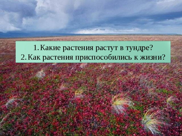 Какие растения растут в тундре? Как растения приспособились к жизни? 