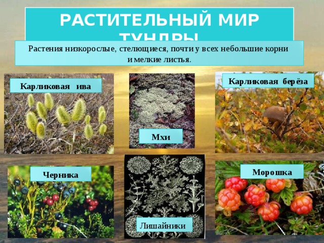 РАСТИТЕЛЬНЫЙ МИР ТУНДРЫ Растения низкорослые, стелющиеся, почти у всех небольшие корни и мелкие листья. Карликовая берёза Карликовая ива Мхи Морошка Черника Лишайники 