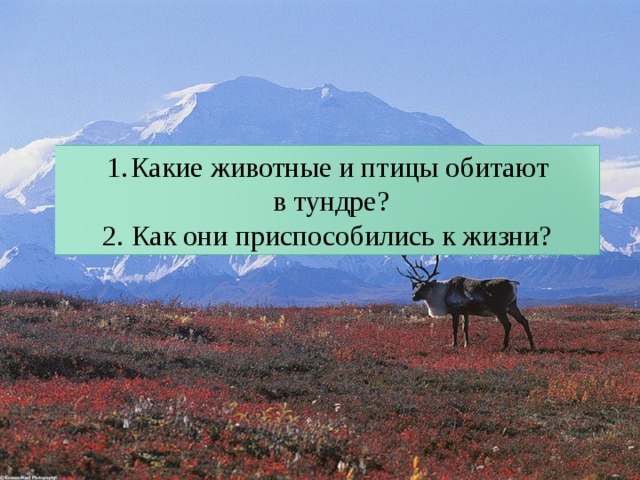 Какие животные и птицы обитают  в тундре? 2. Как они приспособились к жизни? 