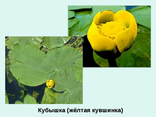 Кубышка (жёлтая кувшинка) 