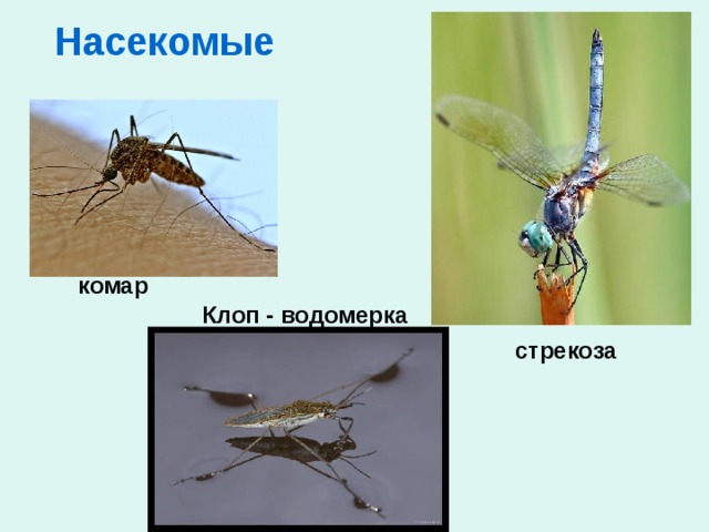 Насекомые комар Клоп - водомерка стрекоза 