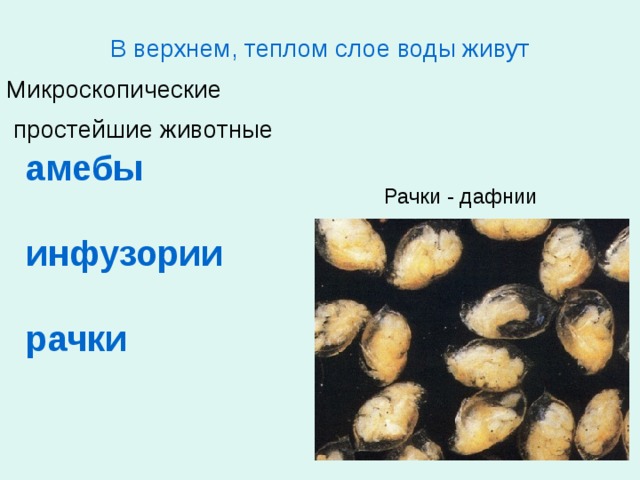 В верхнем, теплом слое воды живут Микроскопические  простейшие животные   амебы   инфузории   рачки Рачки - дафнии 