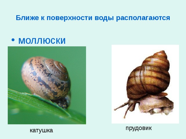 Ближе к поверхности воды располагаются моллюски прудовик катушка 