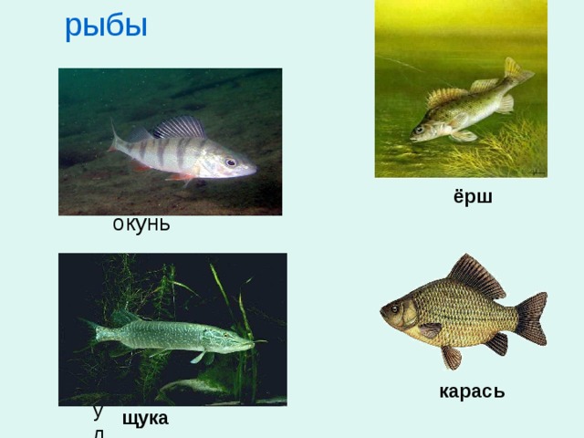 рыбы ёрш окунь карась улитка щука 