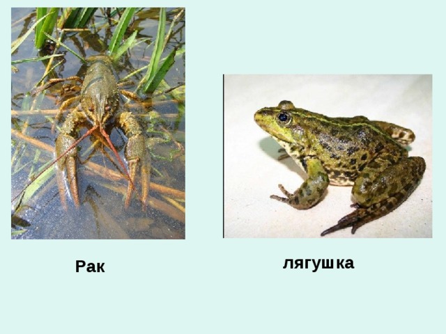лягушка Рак 