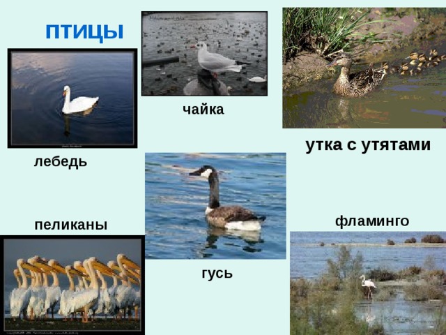 птицы чайка утка с утятами лебедь фламинго пеликаны гусь 