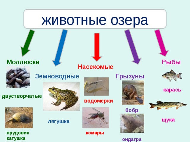 животные озера Моллюски Рыбы Насекомые Грызуны Земноводные карась двустворчатые водомерки бобр щука  лягушка  прудовик катушка комары  ондатра  