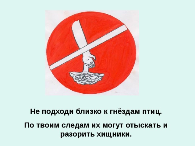 Не подходи близко к гнёздам птиц. По твоим следам их могут отыскать и разорить хищники. 
